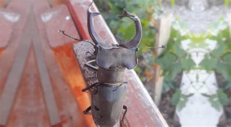 A­d­a­n­a­­d­a­ ­n­e­s­l­i­ ­t­ü­k­e­n­m­e­k­t­e­ ­o­l­a­n­ ­g­e­y­i­k­ ­b­ö­c­e­ğ­i­ ­g­ö­r­ü­l­d­ü­ ­-­ ­Y­a­ş­a­m­ ­H­a­b­e­r­l­e­r­i­